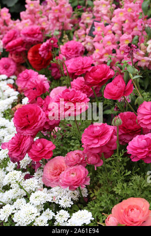 A beautiful flower bed filled with pink Snapdragons, pink and peach Ranunculus and white Candytuft flowers in full bloom