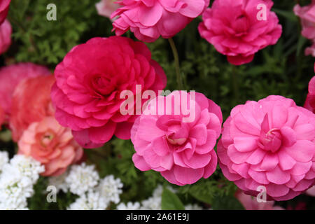 A beautiful flower bed filled with pink and peach Ranunculus and white Candytuft flowers in full bloom