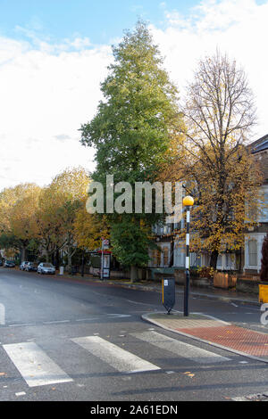 Italian Alder (Alnus cordata) street tree, Hanley Road, London N4 Stock Photo