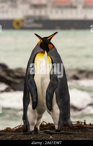 two king penguins stand in profile on the beach at gold harbour, south Georgia with cruise ship in background. Stock Photo