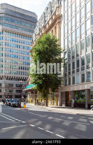 Italian Alder (Alnus cordata) street tree, Whitehall, London SW1 Stock Photo
