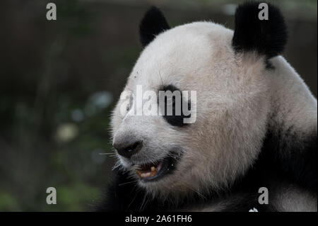 The portrait of the Giant panda. Big fat lazy Giant panda eats bamboo in the forest. Endangered wildlife. Stock Photo