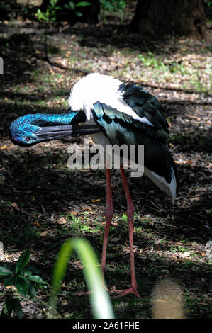 A Jabiru at the Australian Zoo in Queensland, Australia Stock Photo