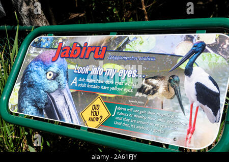 A Jabiru at the Australian Zoo in Queensland, Australia Stock Photo