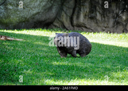 A wombat at Australian Zoo in Queensland, Australia Stock Photo