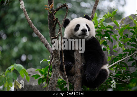 Baby Giant Panda cub sleeps on the tree between the branches and the leaves after eating the bamboo for breakfast in Chengdu, Sichuan, China. - Image Stock Photo