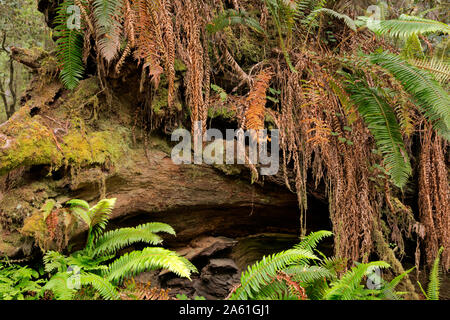 CA03750-00...CALIFORNIA - A fallen redwood tree covered with ferns and moss along the Boy Scout Tree Trail in Jedediah Smith Redwoods State Park. Stock Photo