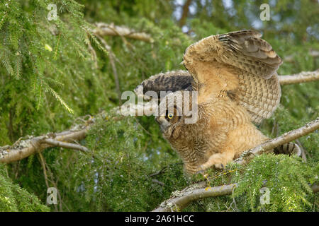 Great horned owl fledgling flapping wings in tree-Victoria, British Columbia, Canada. Stock Photo