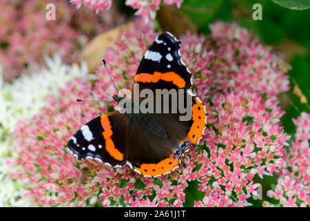 Red admiral butterfly butterflies Vanessa atalanta closeup close up on sedum ice plant Stock Photo