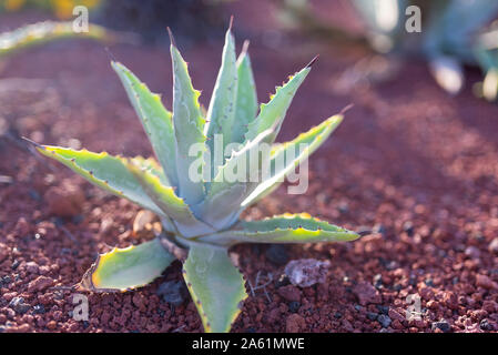 close-up shot of green Aloe Vera plant on red soil Stock Photo