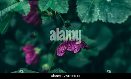 Malva sylvestris mauritania 'Mallow Mauritiana' herb plant after rain Stock Photo