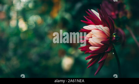 Gorgeous mixed white and purple dahlia blooming in autumn
