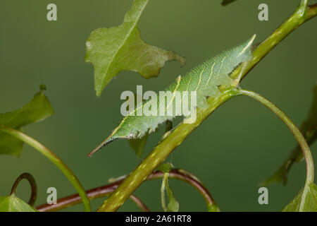 Kleiner Schillerfalter, Espen-Schillerfalter, Schillerfalter, Raupe frisst an Zitterpappel, Apatura ilia, Apatura barcina, Lesser Purple Emperor, cate Stock Photo