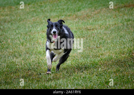 Border Collie dog in the field running and happy with stick in his mouth and jumping through the grass Stock Photo