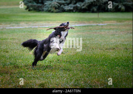 Border Collie dog in the field running and happy with stick in his mouth and jumping through the grass Stock Photo