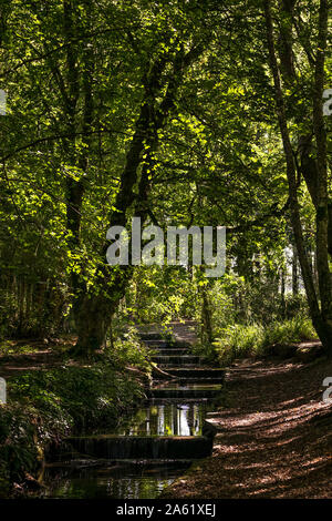 A small river cascading in Tehidy Country Park, the largest area of woodland in West Cornwall. Stock Photo