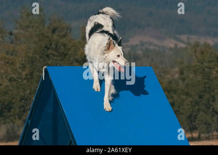 beautiful almost white border collie dog reaching the top of the agility a frame wall with blurred mountains and forest in the background Stock Photo