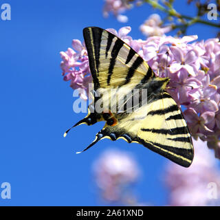 Flaming butterfly foraging a lilac flower on a background of blue sky. Stock Photo