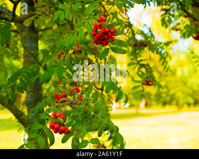 red mountain ash close-up. Branches with vibrant red and orange ripe mountain ash close up. Rich harvest of mountain ash. Branches with bright red and Stock Photo