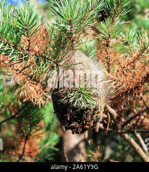 Nest of caterpillars in the branches of a pine tree in spring. Stock Photo