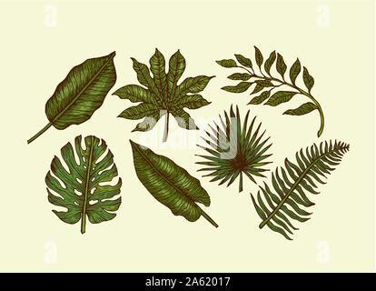 Tropical leaves collection. Engraved jungle leaves set. Palm leaves. Vector illustration Stock Vector