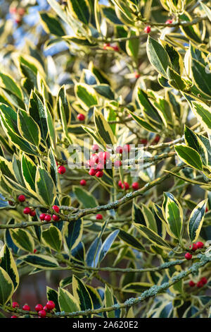 Ilex × altaclerensis 'Belgica Aurea’. Holly 'Belgica Aurea' foliage in autumn Stock Photo