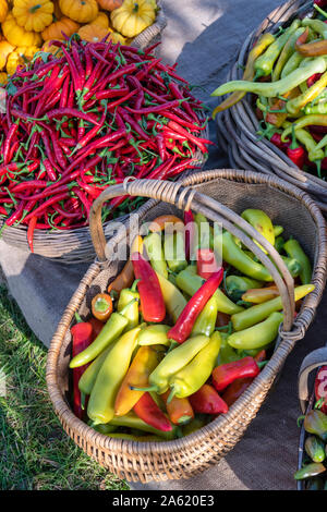 Peppers, chilli and pumpkins for sale at Daylesford Organic farm shop autumn festival. Daylesford, Cotswolds, Gloucestershire, England Stock Photo