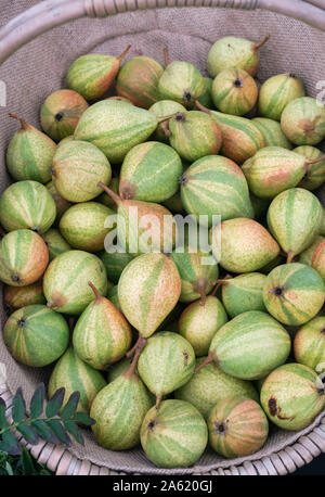 Pyrus communis 'Pysanka'. Pear 'Humbug'/ Easter pears in a basket Stock Photo