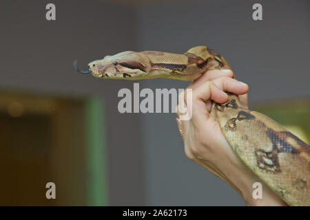 Man holds snake boa in his hands. Dangerous profession . Great Basin Gopher Snake Pituophis catenifer deserticola with his tongue hanging out in the Stock Photo