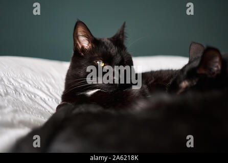 Young cat resting on a sofa. Stock Photo