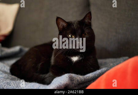 Young cat resting on a sofa. Stock Photo