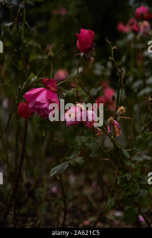 Pink roses wilting in autumn. Stock Photo