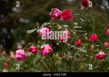 Pink roses wilting in autumn. Stock Photo