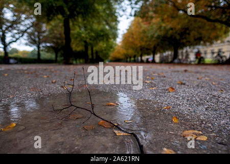 puddle with twig, fallen leaves and raindrops, avenue Hofgarten state capital Munich Stock Photo