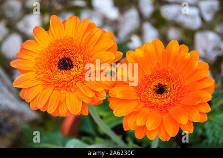 two beautiful orange gerbera flowers with blurred background Stock Photo