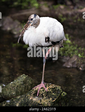 Wood Stork bird standing and resting on leg on a rock and enjoying its environment and surrounding. Stock Photo