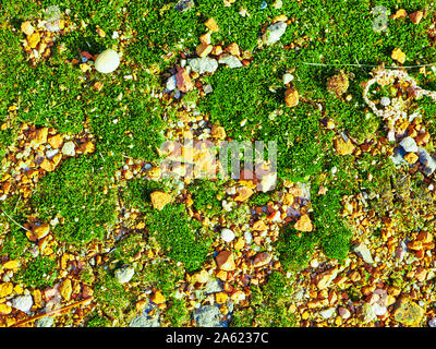 green moss on orange stones. close up, top view Stock Photo