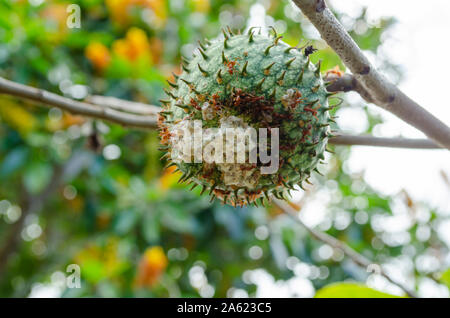 Ants Building Nest On Mountain Soursop Stock Photo