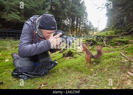 Photographer taking pictures of a Red Squirrel, Sciurus vulgaris,  that is posing in front of the camera, Hawes, Yorkshire Dales Nati Stock Photo