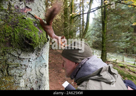 Photographer taking pictures of a Red Squirrel, Sciurus vulgaris,  that is holding his hat, Hawes, Yorkshire Dales Nati Stock Photo