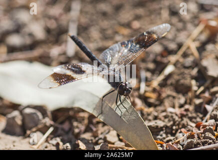 Closeup macro detail of Band-winged Dragonlet erythrodiplax umbrata dragonfly perched on dead leaf Stock Photo