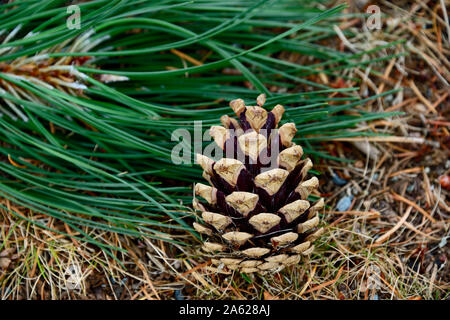 A pine cone that has fallen to the ground Stock Photo