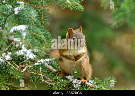 A wild red squirrel ( Tamiasciurus hudsonicus); sitting on a tree branch looking away in rural Alberta Canada Stock Photo