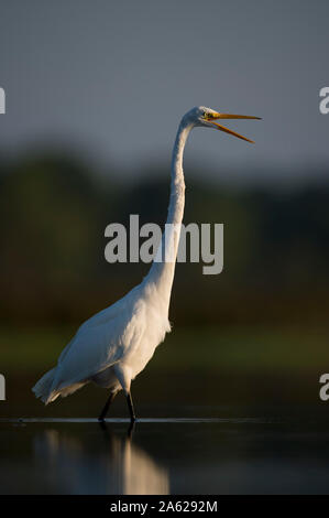 A large white Great Egret wades in the shallow water with its reflection showing in the early morning sunlight with a dark dramatic background. Stock Photo