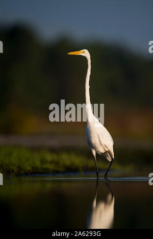 A large white Great Egret wades in the shallow water with its reflection showing in the early morning sunlight with a dark dramatic background. Stock Photo