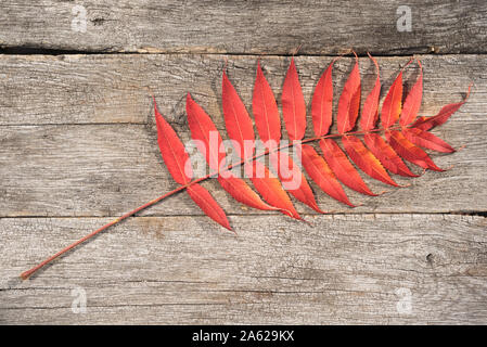 Autumnal, colorful leaf seen from above, which lies on old wooden boards. Flat-lay visualization with copy space. Table top view. Stock Photo
