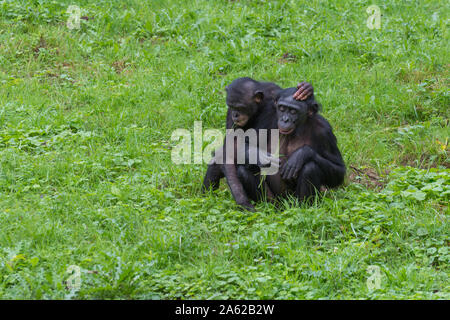 Two gorilla friends making funny faces Stock Photo