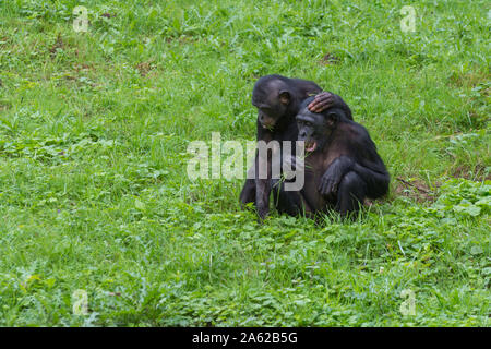 Two gorilla friends making funny faces Stock Photo