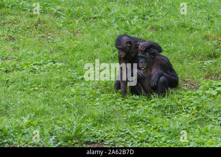 Two gorilla friends making funny faces Stock Photo