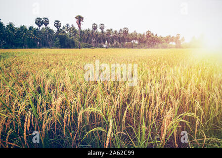 Beautiful landscape golden sunlight on rice field at sunset, Paddy plant with yellow stalk ripe ear of rice, Time to harvest on farm and agriculture i Stock Photo